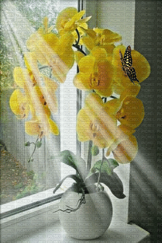 окно с цветком - Bezmaksas animēts GIF