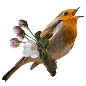 Spring Bird - ücretsiz png