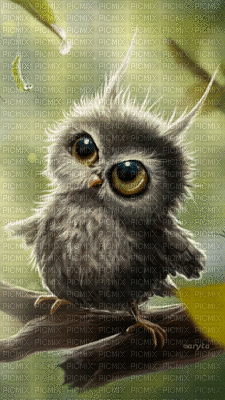 owls - GIF animé gratuit