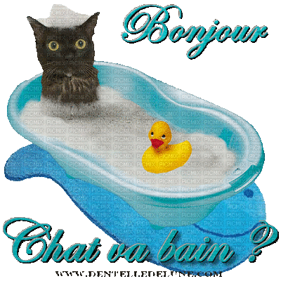 chat au bain - Бесплатный анимированный гифка
