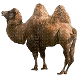 chameau - Gratis geanimeerde GIF