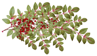 lehti, leaves, luonto, nature - δωρεάν png