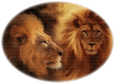 lion - Безплатен анимиран GIF