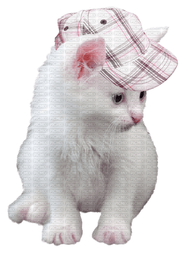 Chat Casquette Rose:) - 免费PNG