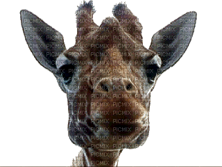 giraffe - 無料のアニメーション GIF