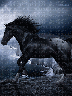 Horse - Безплатен анимиран GIF