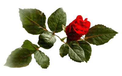 Roses dm19 - zdarma png