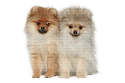 Pomeranian puppys - gratis png