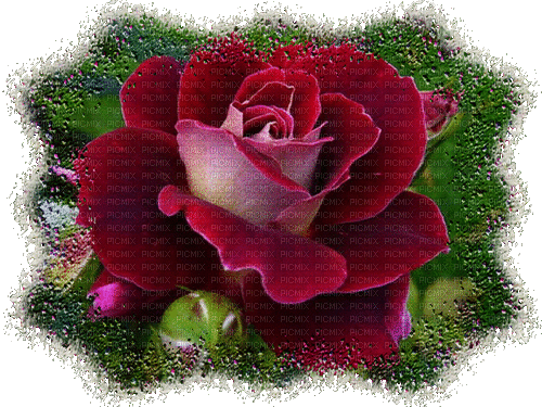 fleur, rose red, gif, Pelageya - Darmowy animowany GIF