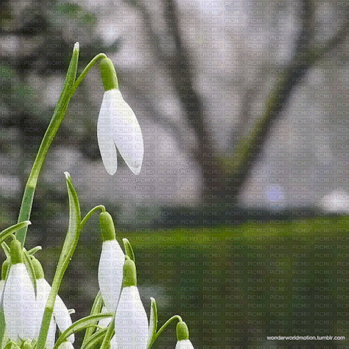 Background Snowdrop - GIF เคลื่อนไหวฟรี
