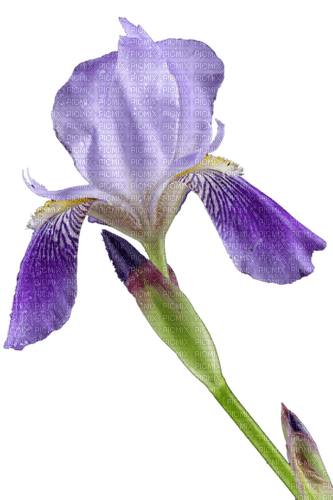 Цветок - png grátis