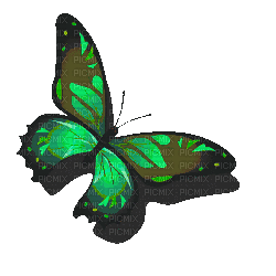 Bunter Schmetterling - GIF animasi gratis