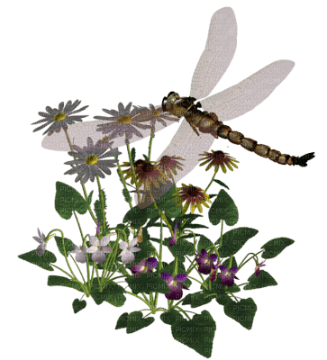 dragonfly - zadarmo png