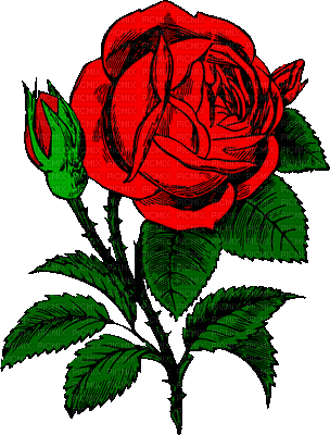 Red rose - GIF เคลื่อนไหวฟรี