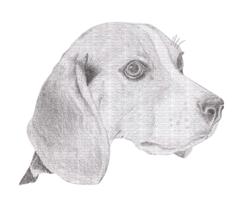 maj beagle - kostenlos png