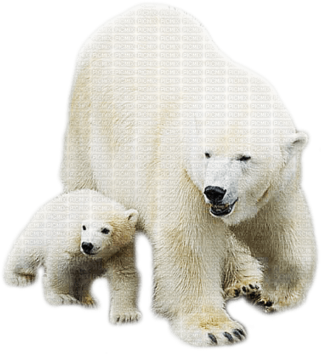 ours - gratis png