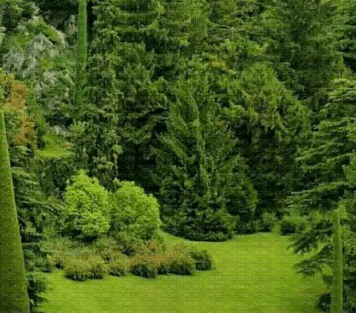 Wald - nemokama png