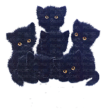 chatons noirs - Nemokamas animacinis gif