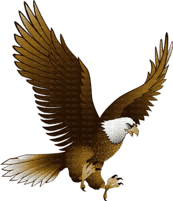 eagle bp - png grátis