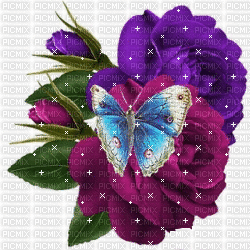 roses purple - GIF animé gratuit