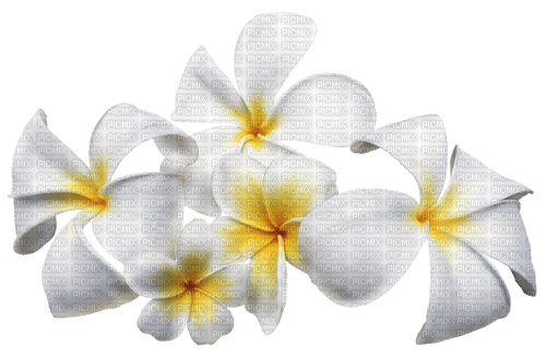 Fleur Blanc Jaune:) - png gratis
