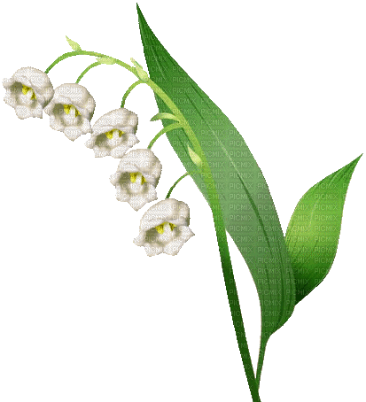 Lily of the valley - GIF animate gratis