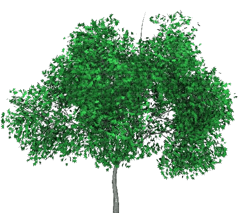 Baum - png gratuito