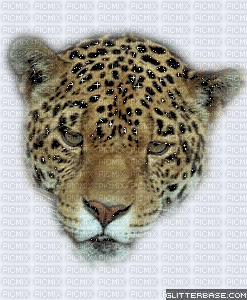 tete leopard - GIF animé gratuit