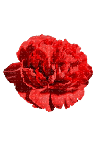 red carnation - Free PNG