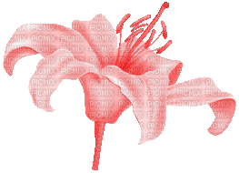 Vanessa Valo _crea = colorful lily - Nemokamas animacinis gif