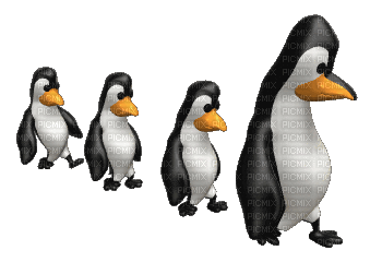ani-djur-pingviner-pinguin - Free animated GIF