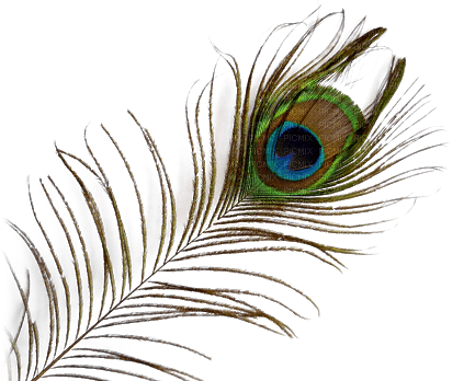 Peacock feather - PNG gratuit