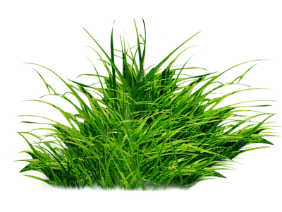 plants katrin - kostenlos png