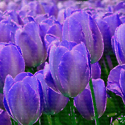 Purple Tulips Background - Безплатен анимиран GIF