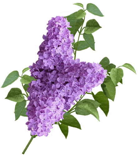 lilac - Free PNG