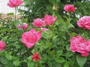 rose mauve - Free PNG