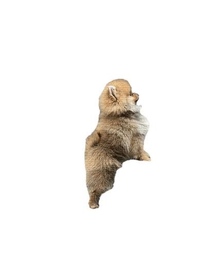 Pomeranian - gratis png