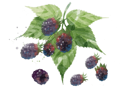 mulberries Bb2 - png gratuito