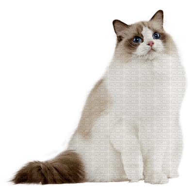 patricia87 chat - ilmainen png
