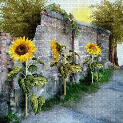 wall mauer garden jardin sunflower flower fleur tree way mur tournesol sonnenblumen path  autumn automne herbst paysage fond - GIF animé gratuit