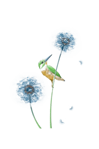 blue dandelions Bb2 - besplatni png