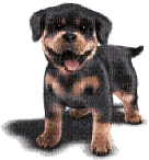 petit chien - Animovaný GIF zadarmo