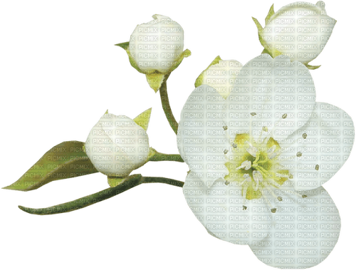 Frühling, Blumen - ücretsiz png