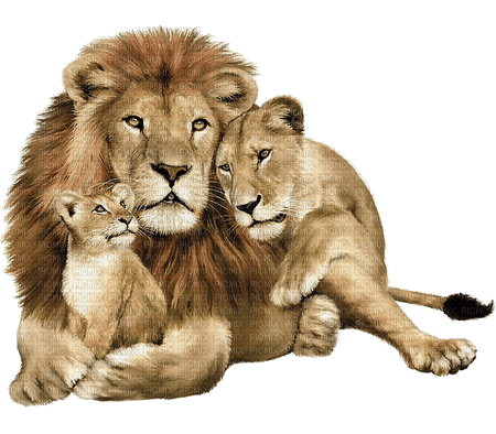 löwe lion - nemokama png