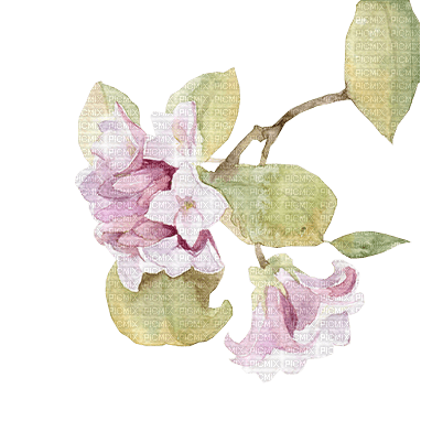 flowers anastasia - 無料png