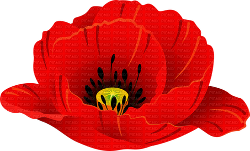red poppy - zadarmo png