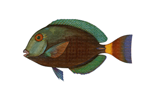 kikkapink summer fish  png deco - ilmainen png