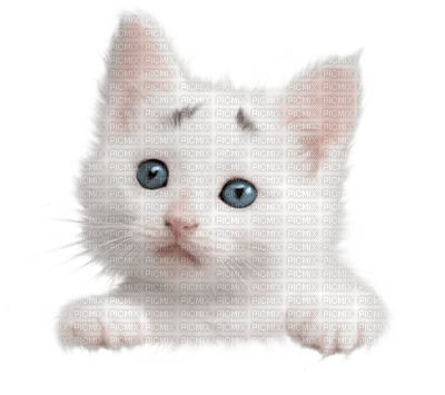 Kaz_Creations Cats Cat Kittens Kitten - png ฟรี