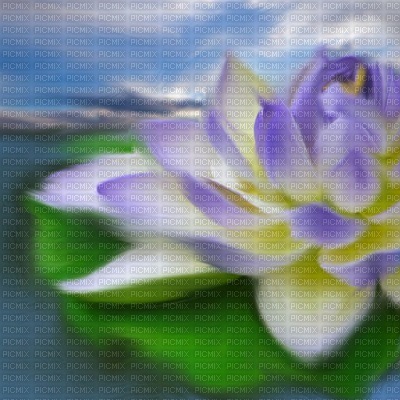 lotus - kostenlos png