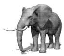 elephant - Nemokamas animacinis gif